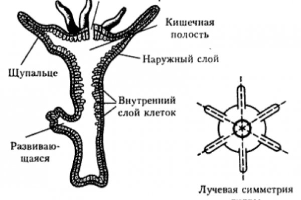 Кракен актуальное зеркало